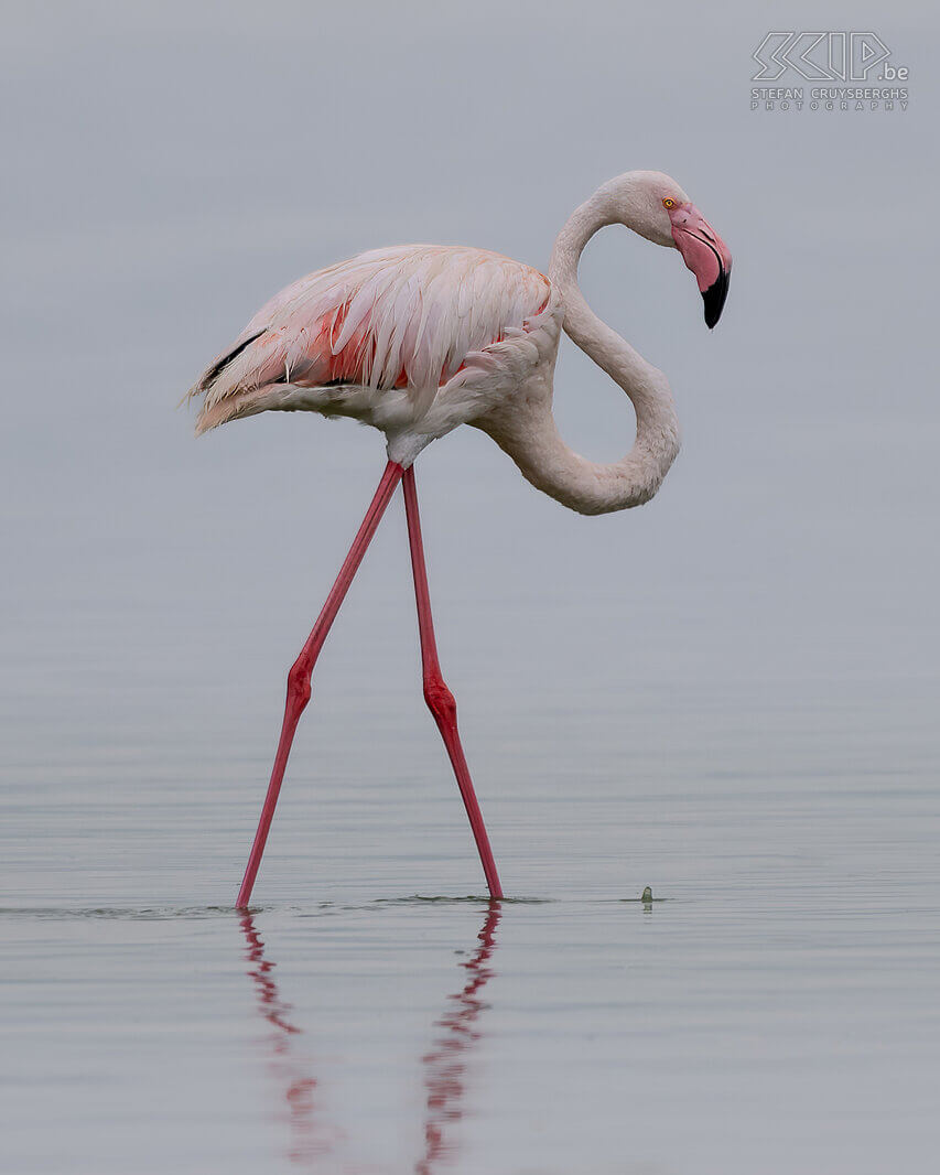 Soysambu - Greater flamingo  Stefan Cruysberghs